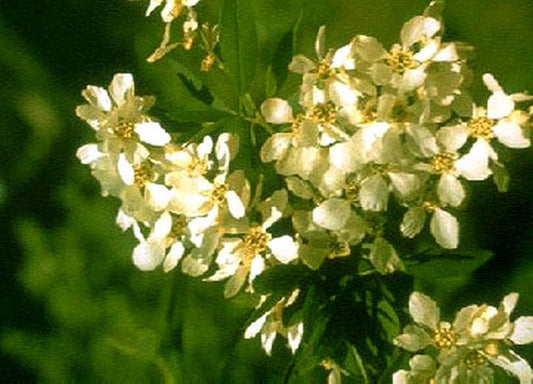 Kleine Prunkspiere 'The Bride' - Exochorda macrantha 'The Bride'