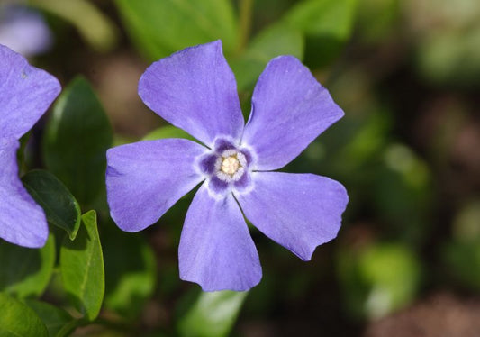 Kleines Garten-Immergrün Marie -S- - Vinca minor 'Marie' -S-