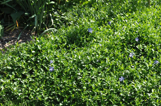 Kleines Garten-Immergrün Josefine -S- - Vinca minor 'Josefine' -S-