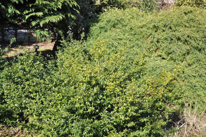 Kleinlaubige Japan-Hülse - Ilex crenata 'Green Lustre'