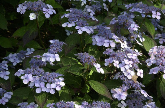 Kleinwüchs.Gartenhortensie 'Bluebird' - Hydrangea serrata 'Bluebird'