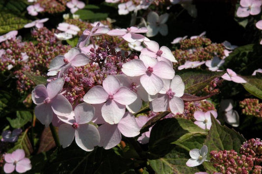 Kleinwüchs.Gartenhortensie 'Rosalba' - Hydrangea serrata 'Rosalba'