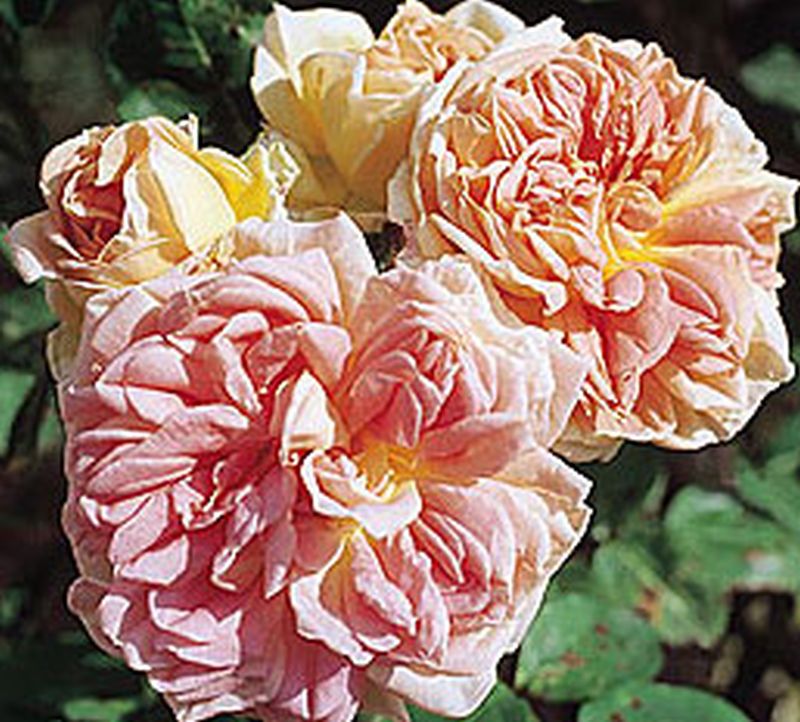 Kletterrose 'Alchymist' - Rosa 'Alchymist' KL – Baumschule-Garten.de