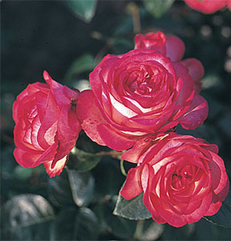 Kletterrose 'Antike 89' ® - Rosa 'Antike 89' ® KL