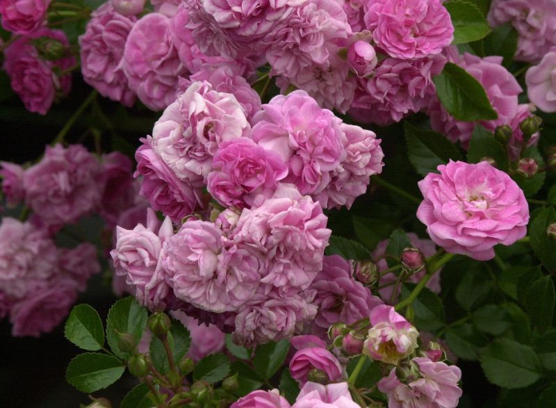 Kletterrose 'Dt.Rosarium Dortmund' ® - Rosa 'Dt.Rosarium Dortmund' ® KL