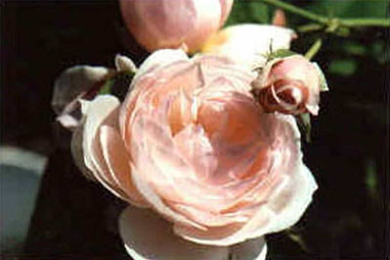 Kletterrose 'Eden Rose '85' ® - Rosa 'Eden Rose '85' ® KL