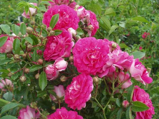 Kletterrose 'Excelsa' - Rosa 'Excelsa' KL