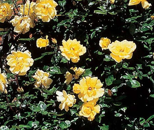 Kletterrose 'Golden Showers' ® - Rosa 'Golden Showers' ® KL