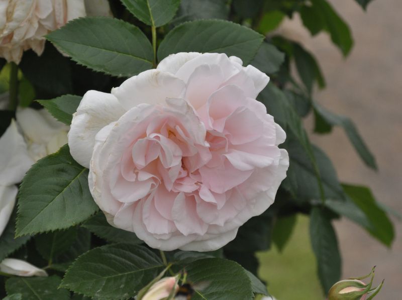 Kletterrose 'Graciosa' ® - Rosa 'Graciosa' ® KL