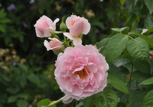 Kletterrose 'Kir Royal' ® ADR-Rose - Rosa 'Kir Royal' ® KL