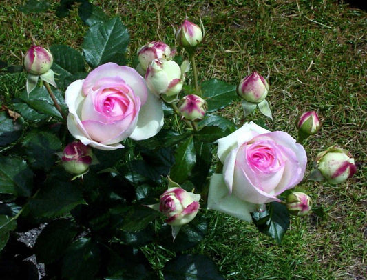 Kletterrose 'Mini Eden Rose' ® - Rosa 'Mini Eden Rose' ® KL
