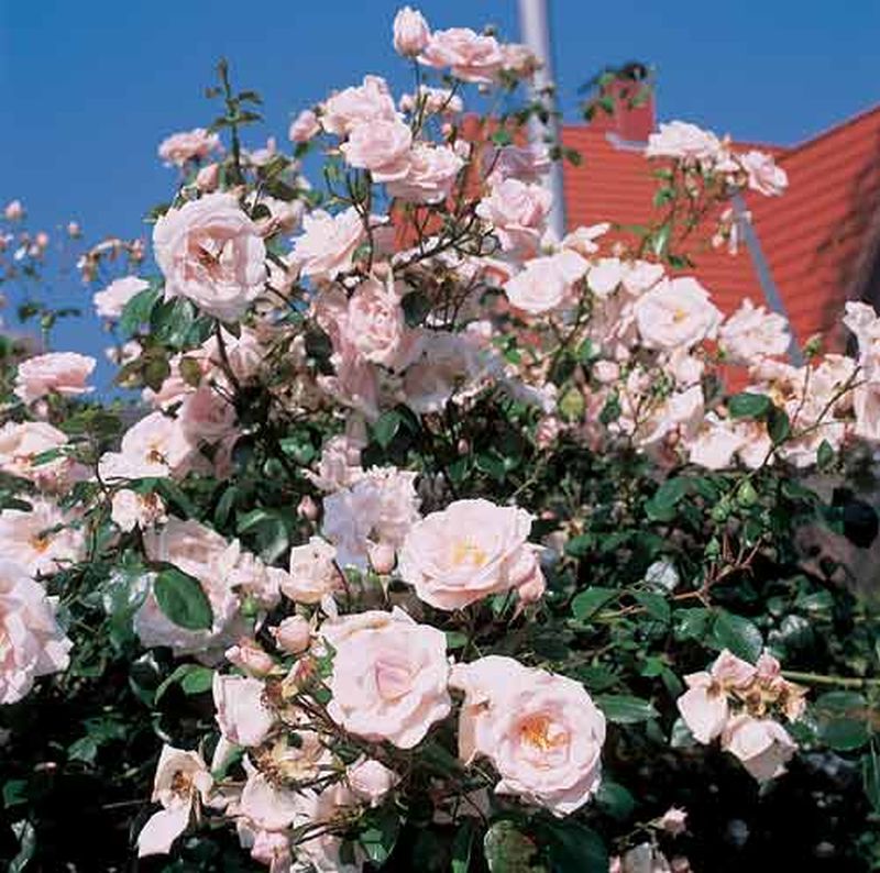 Kletterrose 'New Dawn' Rosa 'New Dawn' KL BaumschuleGarten.de