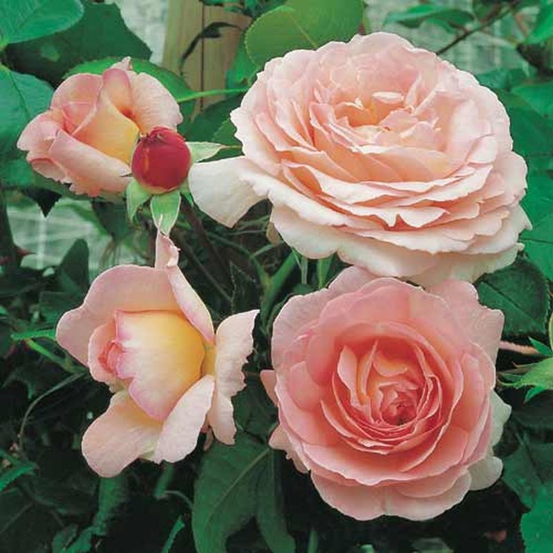 Kletterrose 'Sorbet' ® - Rosa 'Sorbet' ® KL