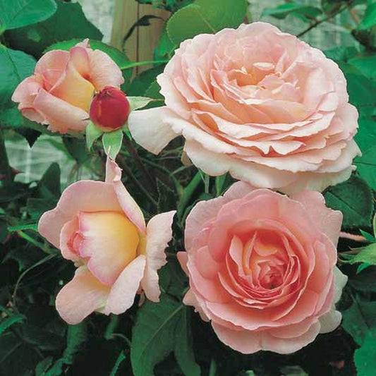 Kletterrose 'Sorbet' ® - Rosa 'Sorbet' ® KL