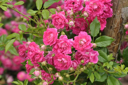 Kletterrose 'Super Excelsa' ® ADR-Rose - Rosa 'Super Excelsa' ® KL