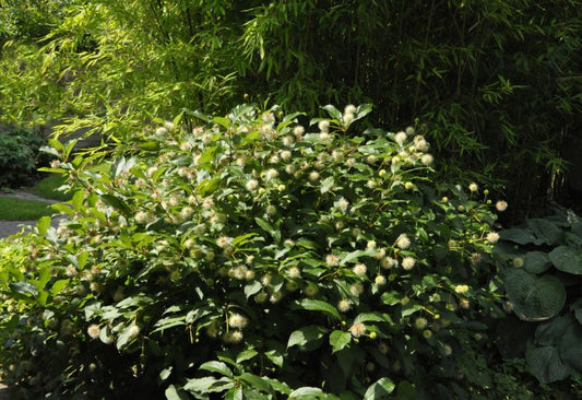 Knopfbusch - Cephalanthus occidentalis