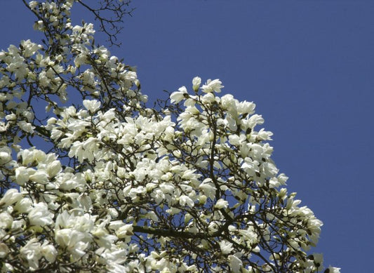 Kobushi-Magnolie - Magnolia kobus