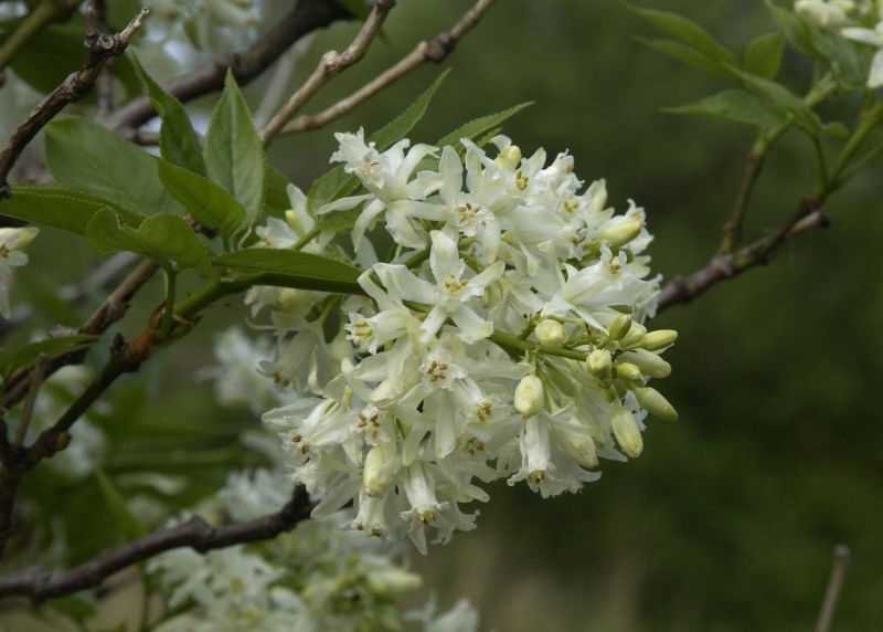 Kolchische Pimpernuss - Staphylea colchica