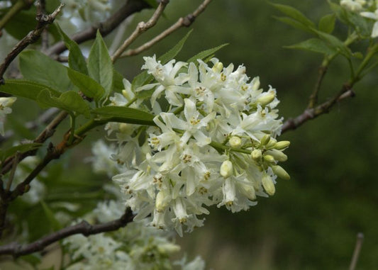 Kolchische Pimpernuss - Staphylea colchica