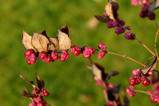Korallenbeere - Symphoricarpos orbiculatus