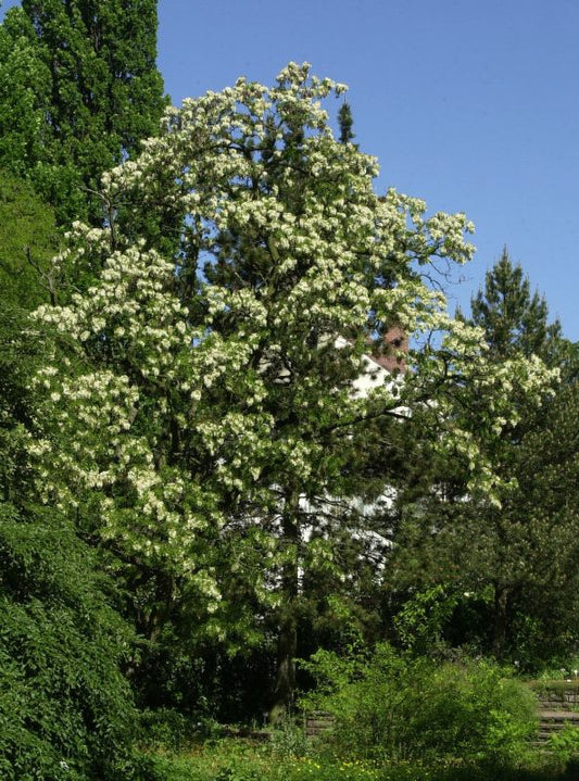 Korkenzieher-Akazie - Robinia pseudoac.'Tortuosa'
