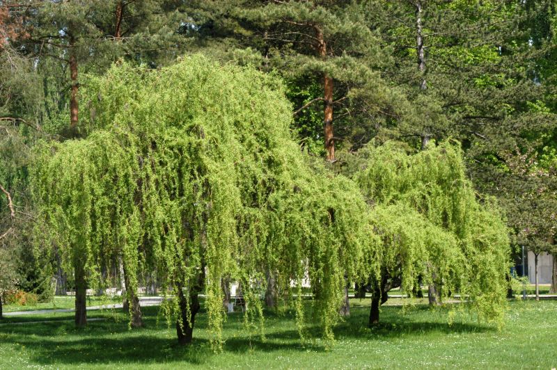 Korkenzieherweide - Salix matsudana 'Tortuosa'