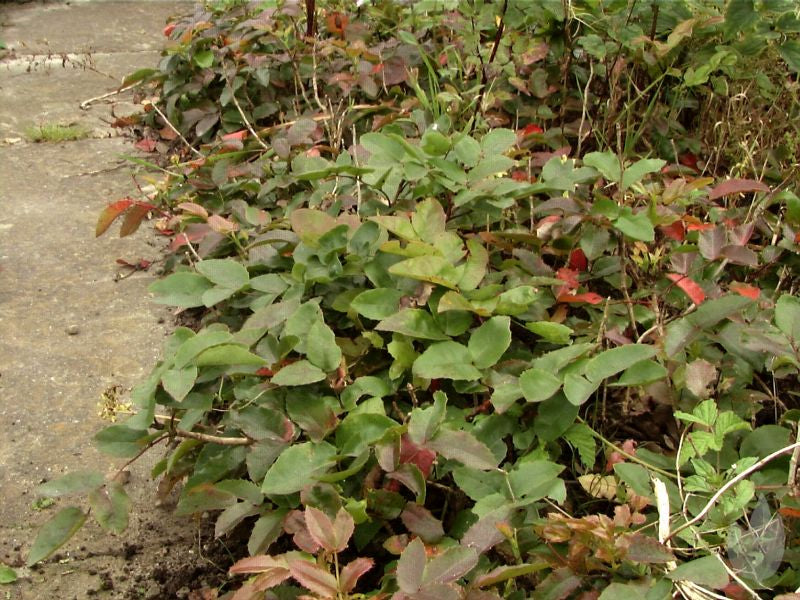 Kriechende Mahonie - Mahonia repens