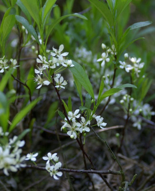 Kriechende Sandkirsche - Prunus pumila depressa CAC