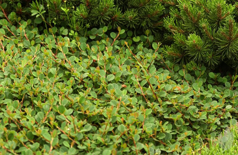 Kriechmispel 'Mooncreeper' - Cotoneaster dammeri 'Mooncreeper' ®