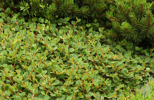 Kriechmispel 'Mooncreeper' - Cotoneaster dammeri 'Mooncreeper' ®