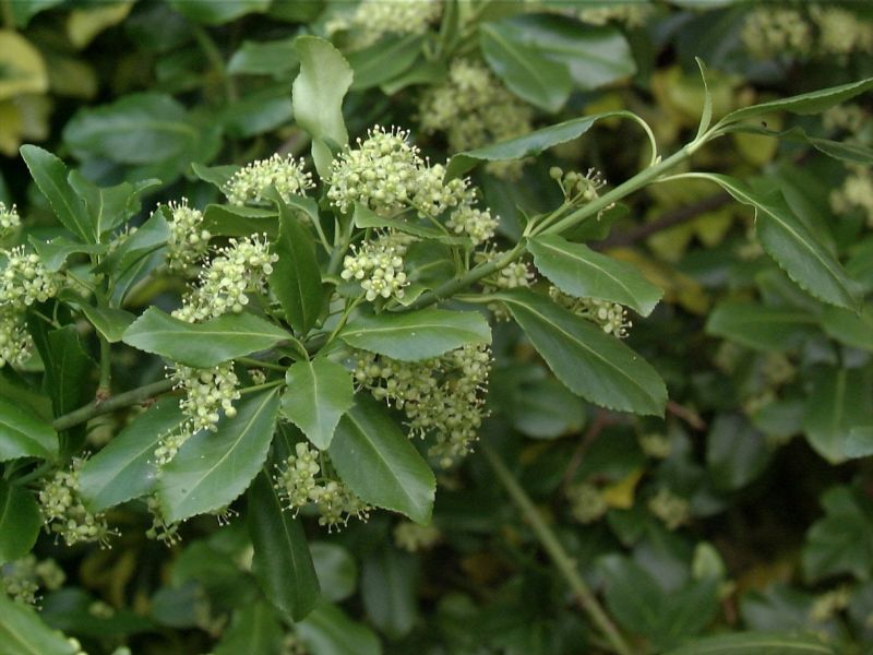 Kriechspindel 'Sarcoxie' - Euonymus fortunei 'Sarcoxie'