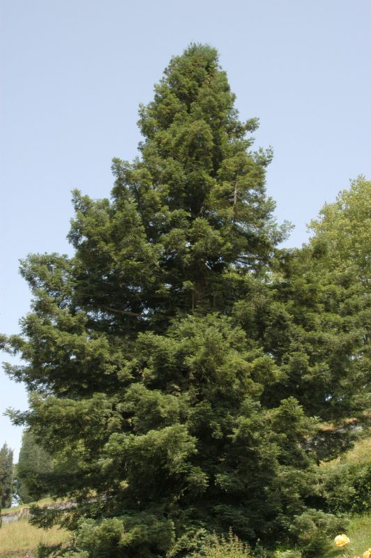 Küsten-Sequoie - Sequoia sempervirens