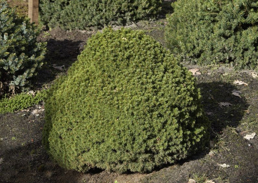 Kugelfichte 'Alberta Globe' - Picea glauca 'Alberta Globen'