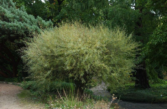 Kugelweide - Salix purpurea 'Nana'