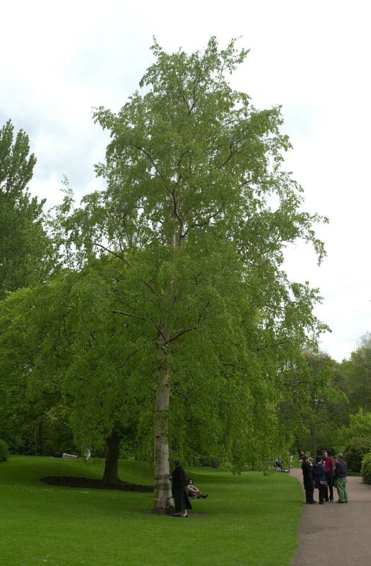 Kupferbirke - Betula albosinensis