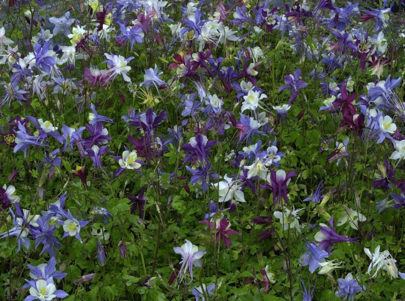 Langspornige Garten-Akelei McKana - Aquilegia caerulea 'McKana'