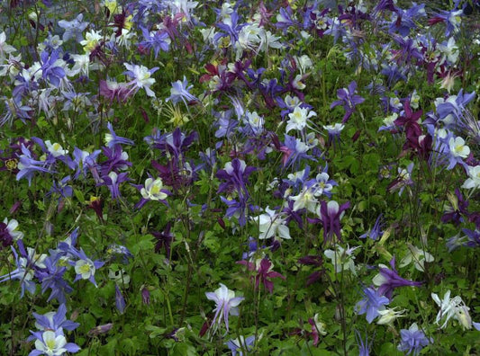 Langspornige Garten-Akelei McKana - Aquilegia caerulea 'McKana'