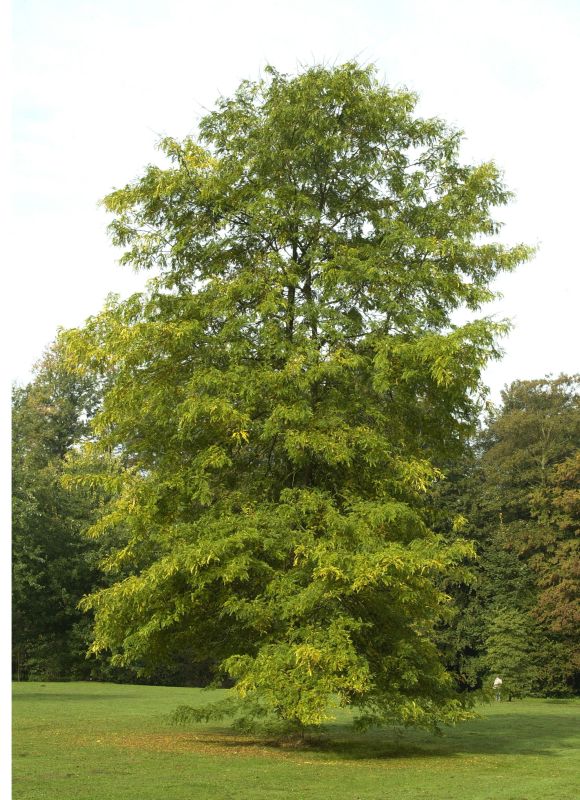 Lederhülsenbaum - Gleditsia triacanthos