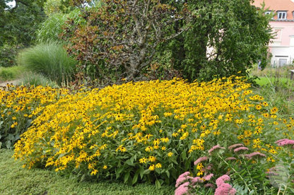 Leuchtender Garten-Sonnenhut - Rudbeckia fulgida sullivantii 'Goldsturm'