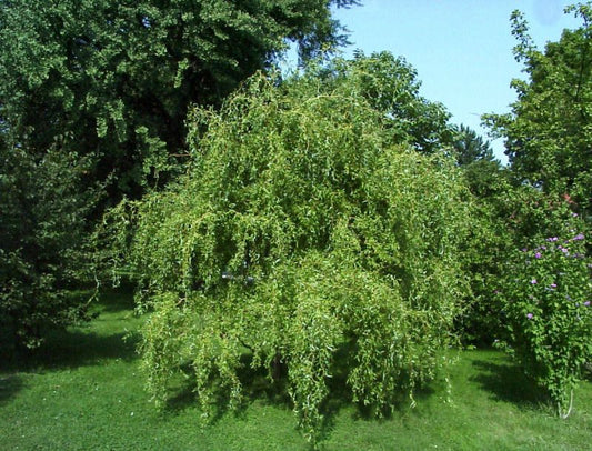Lockenweide - Salix 'Erythroflexuosa'