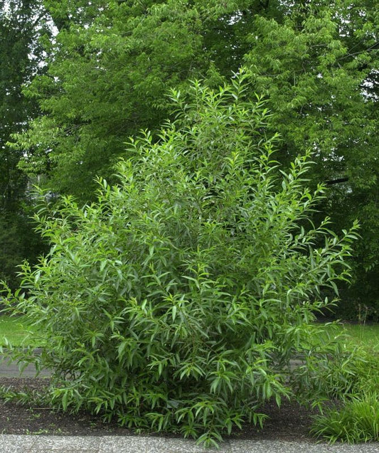 Lorbeerweide - Salix pentandra