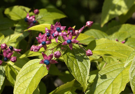Losbaum 'fargesii' - Clerodendrum trichotomum fargesii