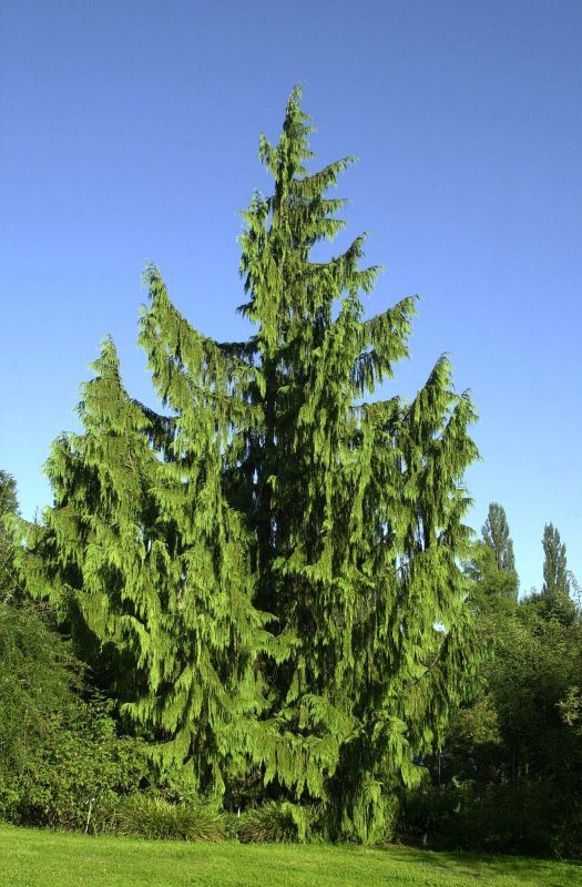 Mähnen-Nutkazypresse - Chamaecyparis nootk.'Pendula'