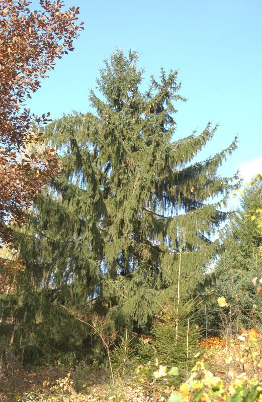 Mähnenfichte - Picea breweriana