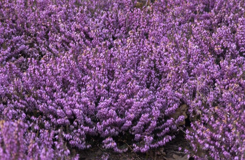 Märzenheide 'March Seedling' - Erica carnea 'March Seedling'