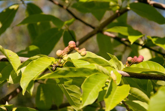 Magnolie - Magnolia biondii