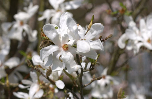 Magnolie 'Merrill' - Magnolia loebneri 'Merrill'