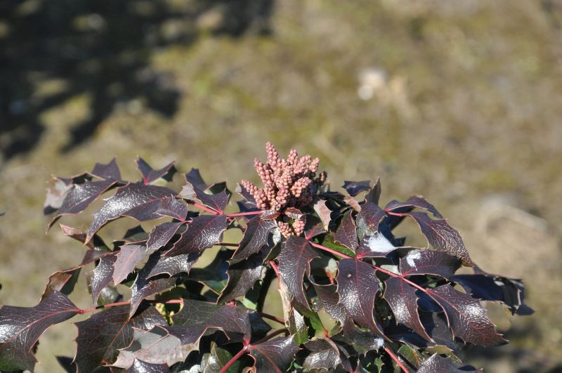 Mahonie 'Smaragd' - Mahonia aquifolium 'Smaragd'