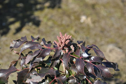 Mahonie 'Smaragd' - Mahonia aquifolium 'Smaragd'