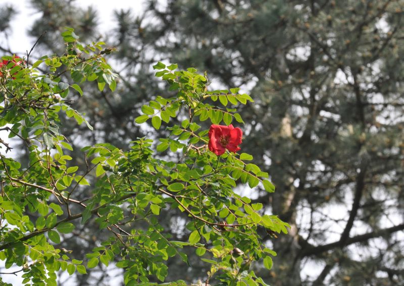 Mandarin-Rose - Rosa moyesii